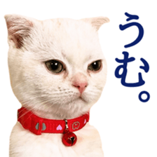 Sticker of Pathetic face Scottish Fold sticker #13857046