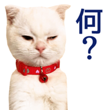 Sticker of Pathetic face Scottish Fold sticker #13857047