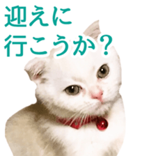 Sticker of Pathetic face Scottish Fold sticker #13857048