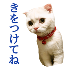 Sticker of Pathetic face Scottish Fold sticker #13857049