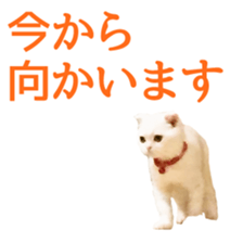 Sticker of Pathetic face Scottish Fold sticker #13857050
