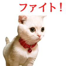 Sticker of Pathetic face Scottish Fold sticker #13857051