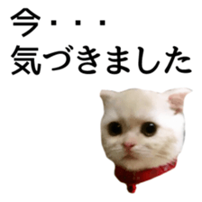 Sticker of Pathetic face Scottish Fold sticker #13857052