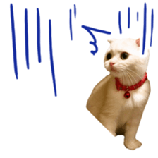 Sticker of Pathetic face Scottish Fold sticker #13857053