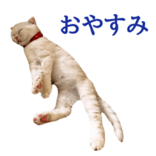 Sticker of Pathetic face Scottish Fold sticker #13857055