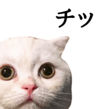 Sticker of Pathetic face Scottish Fold sticker #13857056