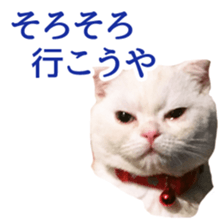 Sticker of Pathetic face Scottish Fold sticker #13857057