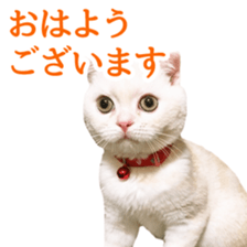 Sticker of Pathetic face Scottish Fold sticker #13857058