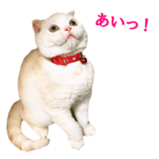 Sticker of Pathetic face Scottish Fold sticker #13857059