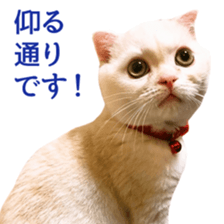 Sticker of Pathetic face Scottish Fold sticker #13857060