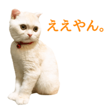 Sticker of Pathetic face Scottish Fold sticker #13857061