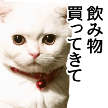 Sticker of Pathetic face Scottish Fold sticker #13857062