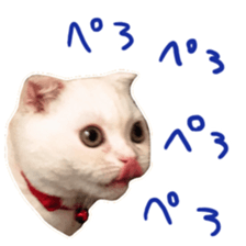 Sticker of Pathetic face Scottish Fold sticker #13857063