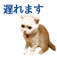 Sticker of Pathetic face Scottish Fold sticker #13857064