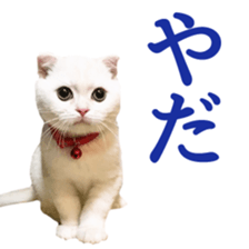 Sticker of Pathetic face Scottish Fold sticker #13857065
