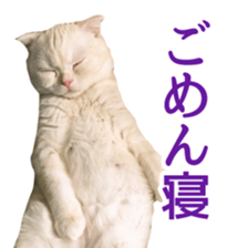 Sticker of Pathetic face Scottish Fold sticker #13857066
