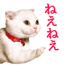 Sticker of Pathetic face Scottish Fold sticker #13857067