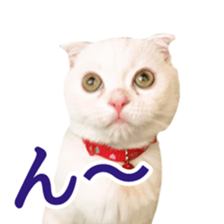 Sticker of Pathetic face Scottish Fold sticker #13857068