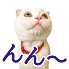 Sticker of Pathetic face Scottish Fold sticker #13857069