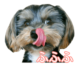 Yorkshireterrier Jackie 2 sticker #13858846