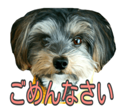 Yorkshireterrier Jackie 2 sticker #13858847