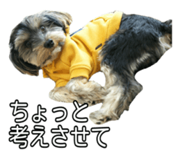 Yorkshireterrier Jackie 2 sticker #13858849