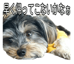 Yorkshireterrier Jackie 2 sticker #13858850