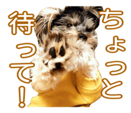 Yorkshireterrier Jackie 2 sticker #13858852