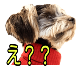 Yorkshireterrier Jackie 2 sticker #13858853