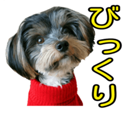 Yorkshireterrier Jackie 2 sticker #13858857