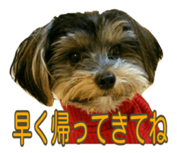 Yorkshireterrier Jackie 2 sticker #13858858