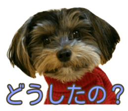 Yorkshireterrier Jackie 2 sticker #13858859