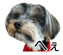 Yorkshireterrier Jackie 2 sticker #13858860