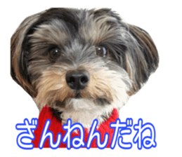 Yorkshireterrier Jackie 2 sticker #13858861