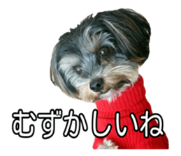 Yorkshireterrier Jackie 2 sticker #13858862