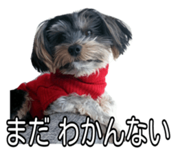 Yorkshireterrier Jackie 2 sticker #13858864