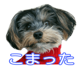 Yorkshireterrier Jackie 2 sticker #13858865