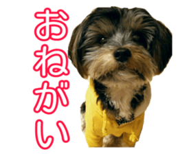 Yorkshireterrier Jackie 2 sticker #13858867