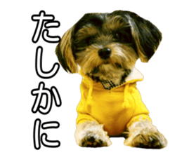 Yorkshireterrier Jackie 2 sticker #13858868