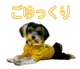 Yorkshireterrier Jackie 2 sticker #13858870