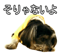 Yorkshireterrier Jackie 2 sticker #13858872