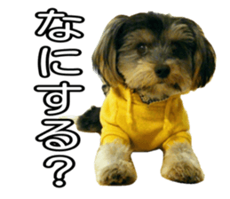 Yorkshireterrier Jackie 2 sticker #13858873