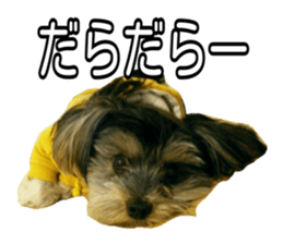 Yorkshireterrier Jackie 2 sticker #13858874