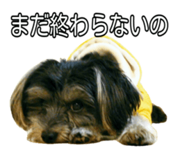 Yorkshireterrier Jackie 2 sticker #13858875