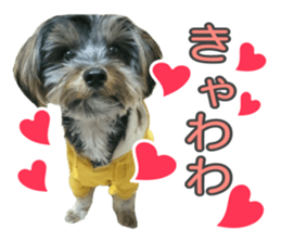 Yorkshireterrier Jackie 2 sticker #13858876