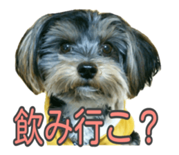 Yorkshireterrier Jackie 2 sticker #13858878