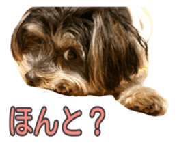 Yorkshireterrier Jackie 2 sticker #13858880