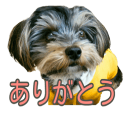 Yorkshireterrier Jackie 2 sticker #13858881