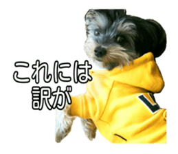 Yorkshireterrier Jackie 2 sticker #13858882