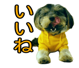 Yorkshireterrier Jackie 2 sticker #13858884